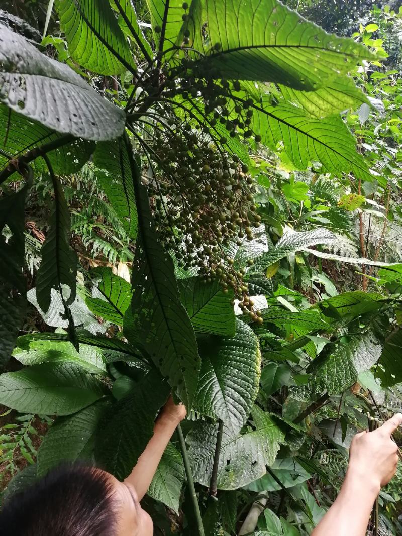 走马胎，全种子培育小苗。包技术指导种植。高度8公分高起。
