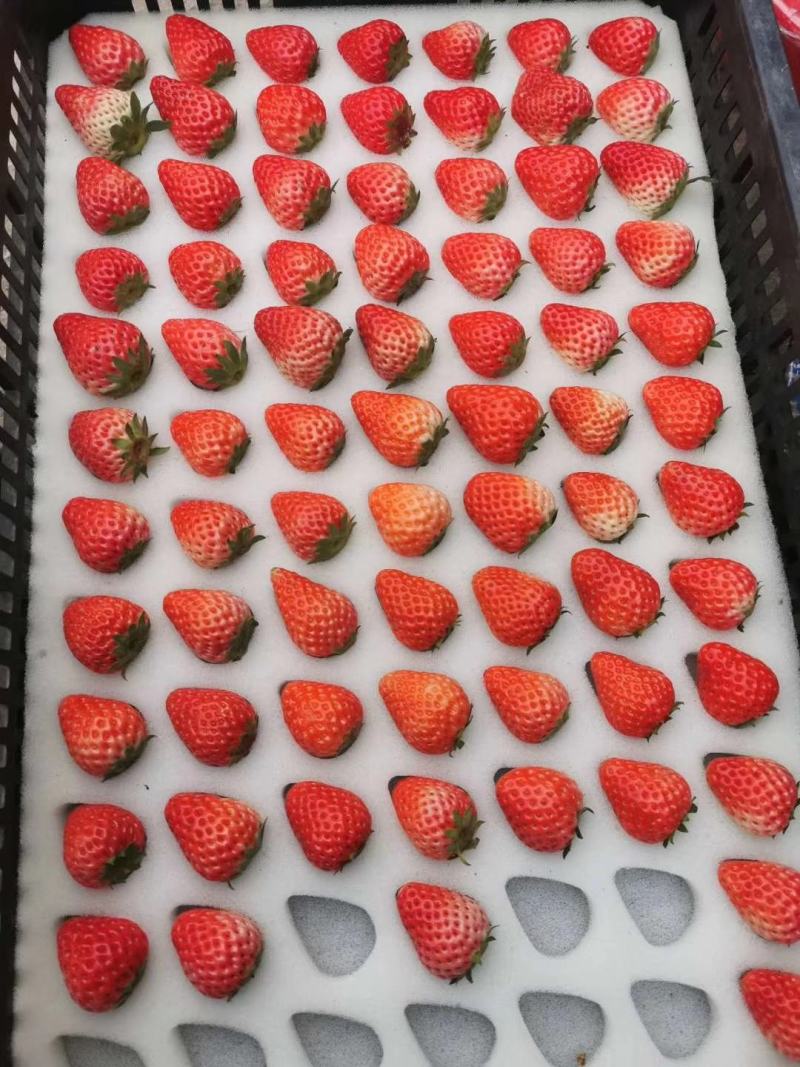 红颜奶油草莓大量上市，供货，批发，代办。