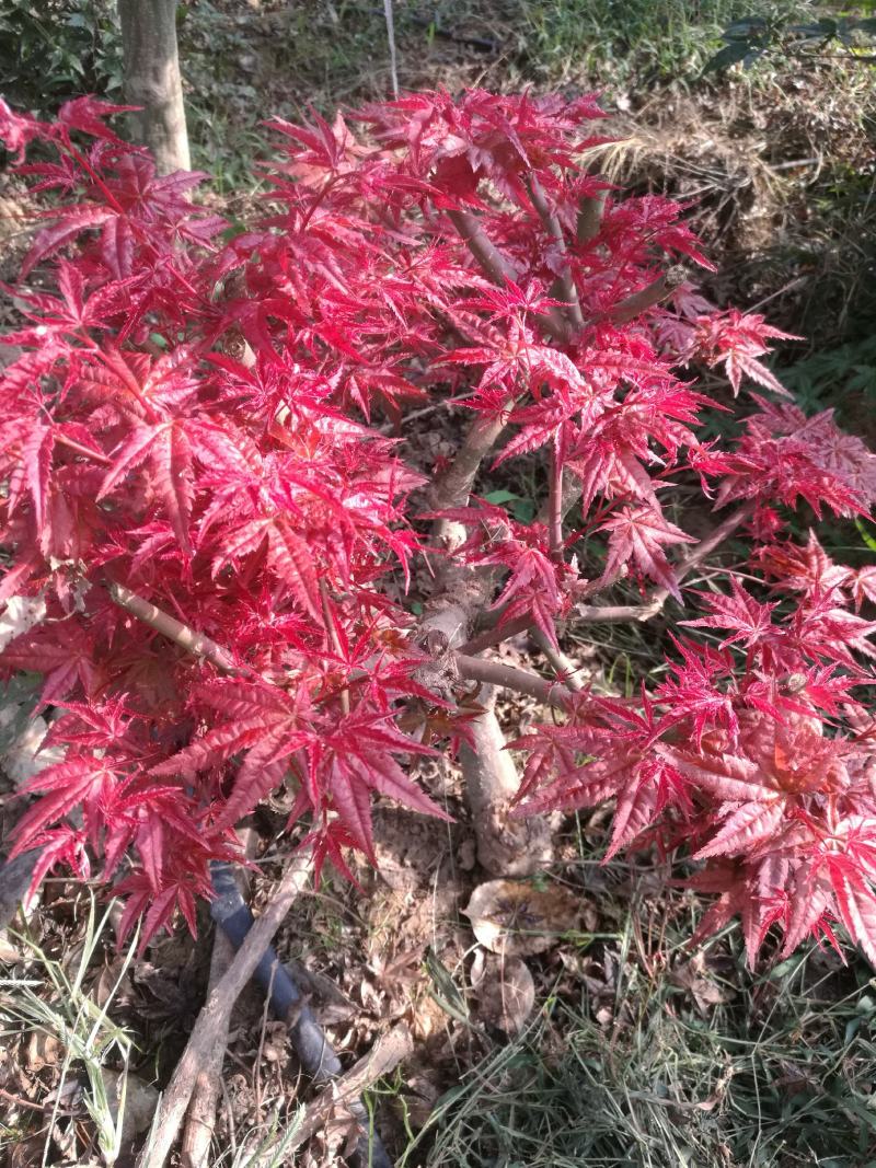 日本红枫盆景多年老桩，山东省日照市莒县