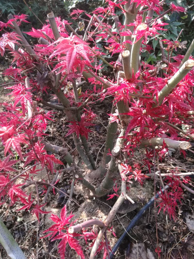 日本红枫盆景多年老桩，山东省日照市莒县