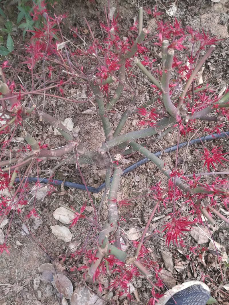 日本红枫盆景多年老桩，山东省日照市莒县