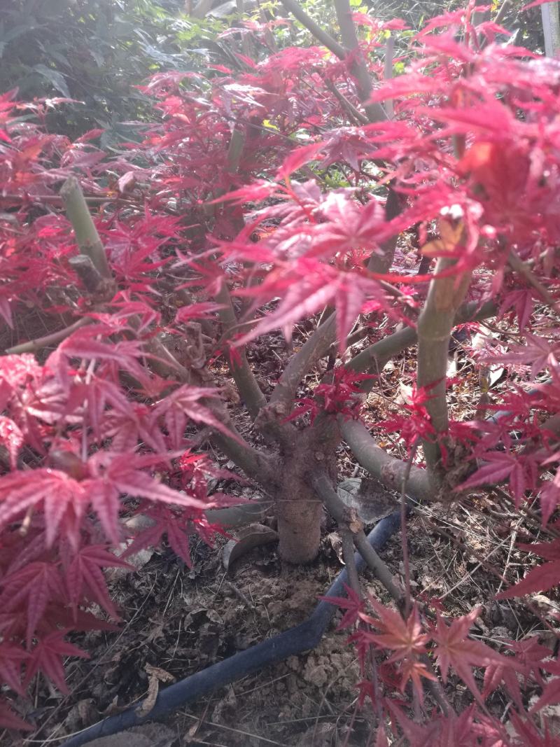 日本红枫盆景多年老桩，山东省日照市莒县