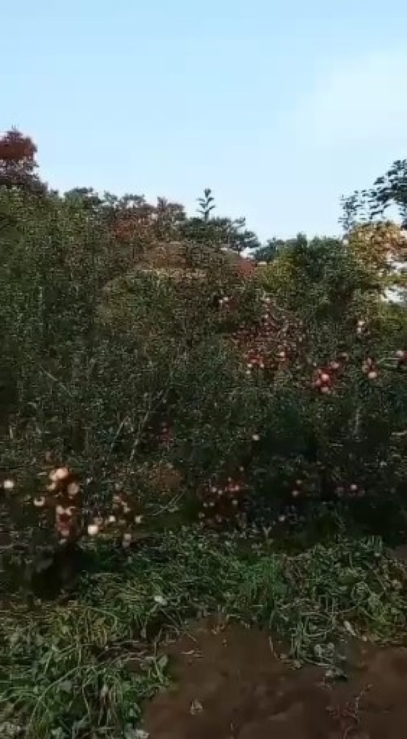 大山地苹果，大量出售价格便宜