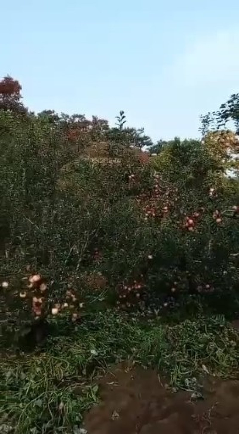 大山地苹果，大量出售价格便宜