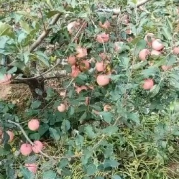 大山地苹果，大量出售价格便宜
