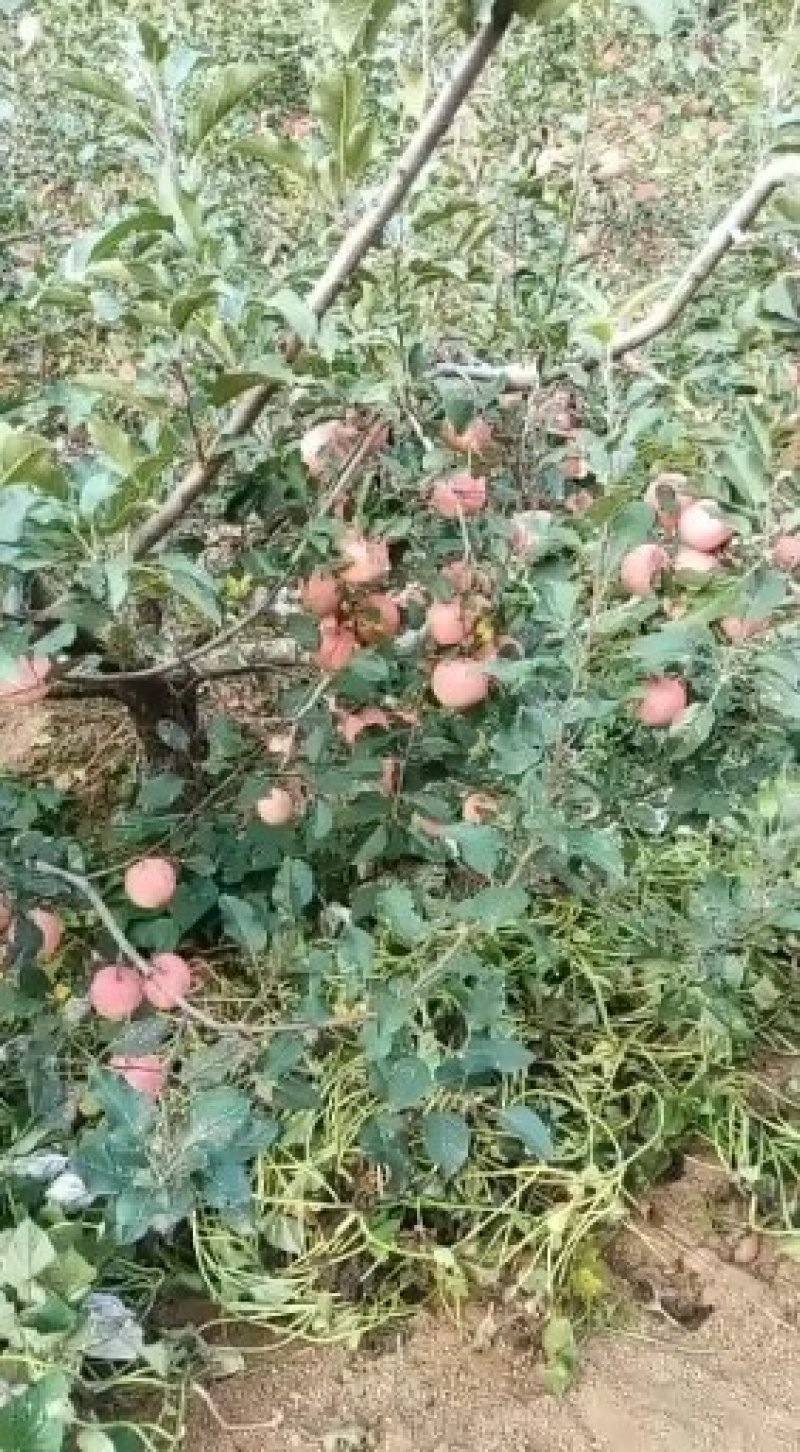 大山地苹果，大量出售价格便宜