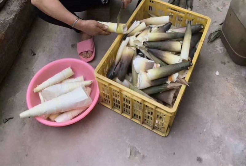 广西桂林笋干2022新鲜笋尖肥厚脆嫩产地直供欢迎咨询