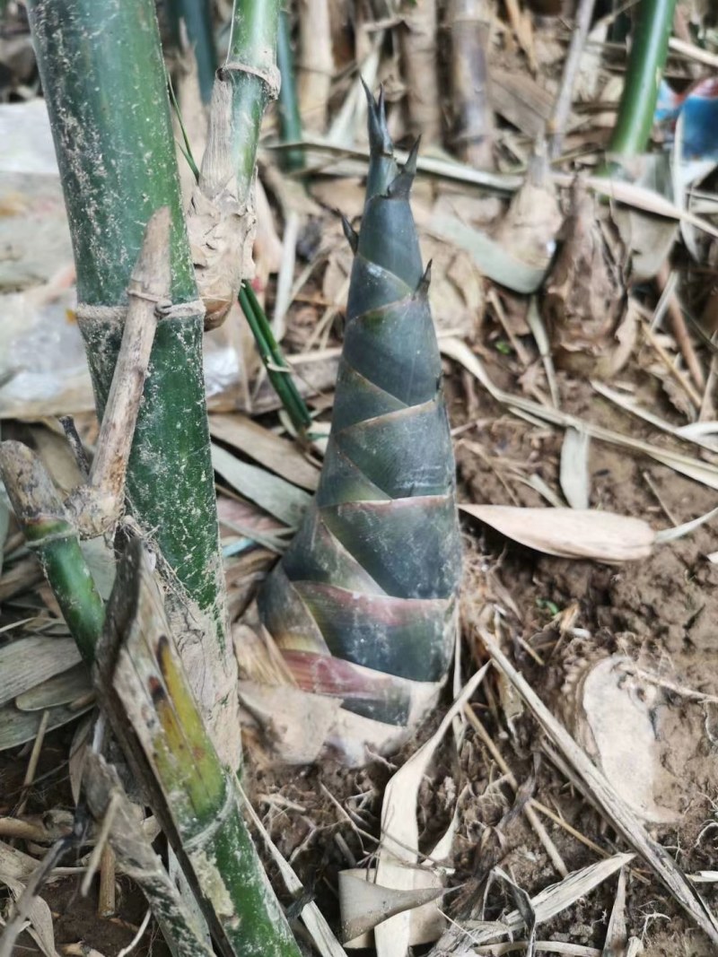 广西桂林笋干2022新鲜笋尖肥厚脆嫩产地直供欢迎咨询