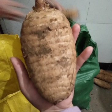 大别山野外仿野生种植天麻