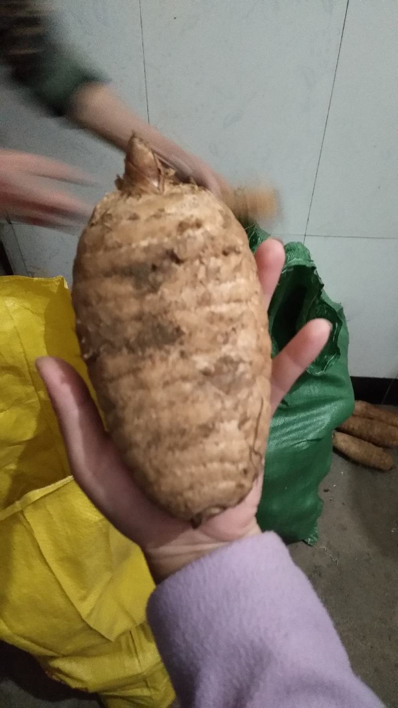 大别山野外仿野生种植天麻