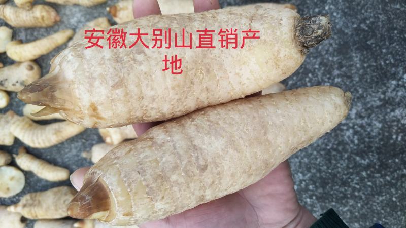 大别山野外仿野生种植天麻