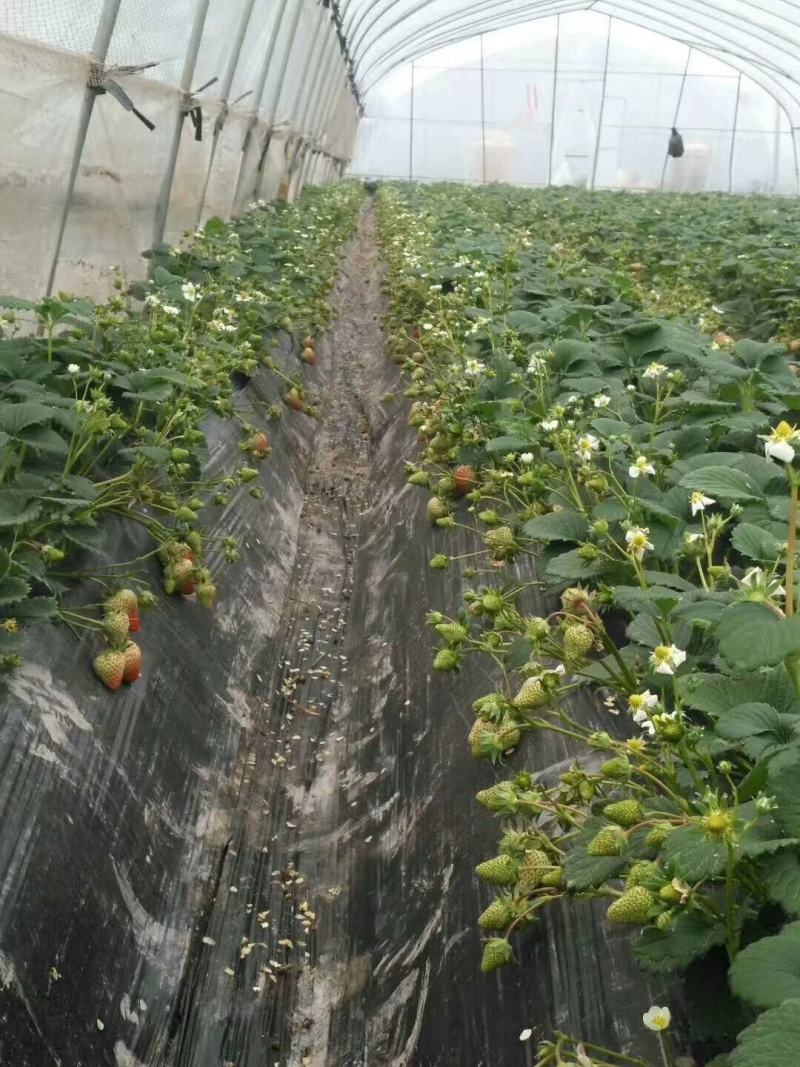 红颜奶油草莓大量上市，供货，批发，代办。
