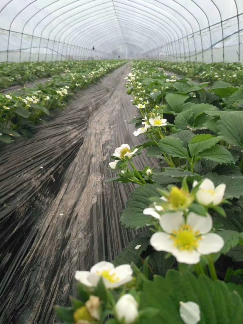 红颜奶油草莓大量上市，供货，批发，代办。