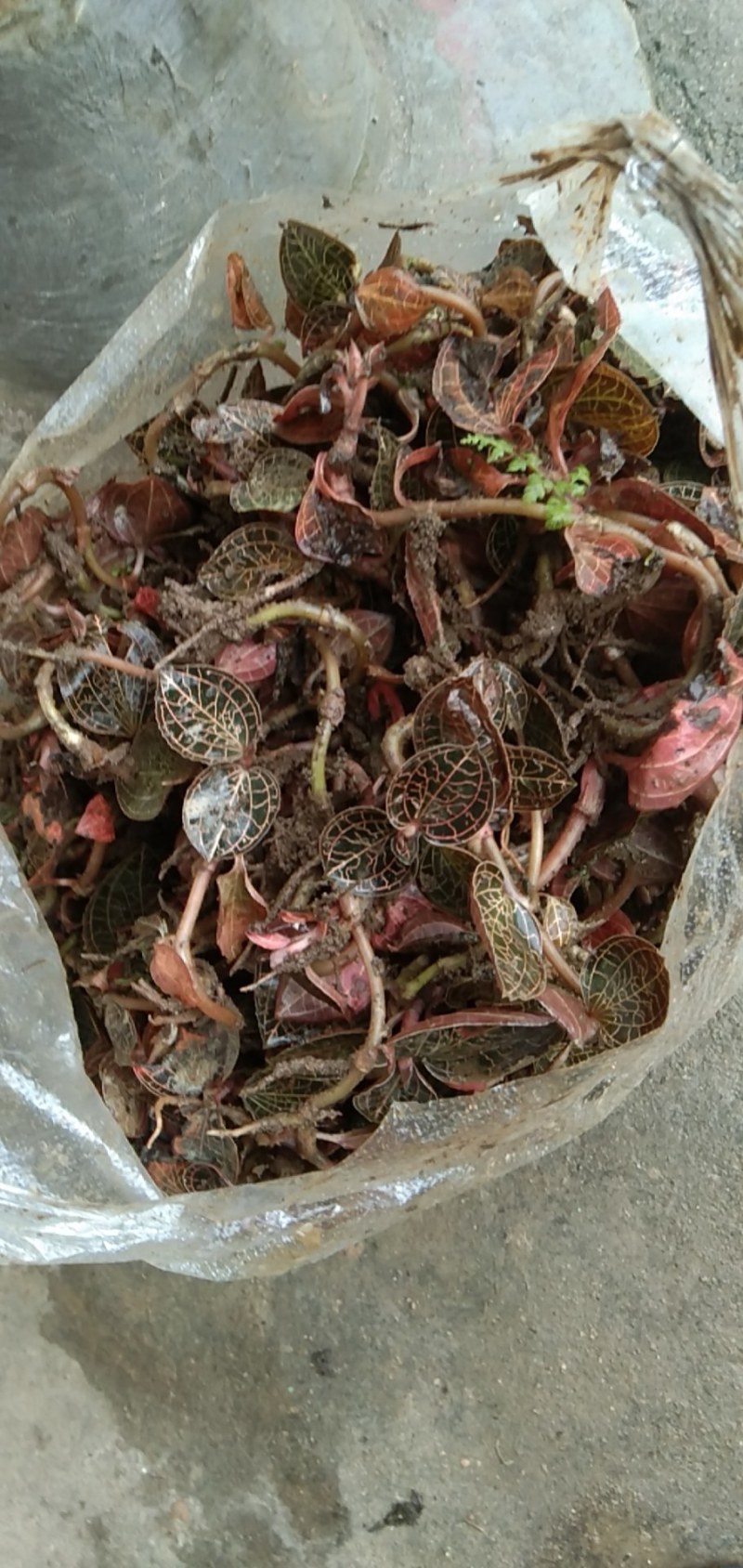 半野生金线草山林种植金线莲