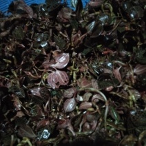 半野生金线草山林种植金线莲