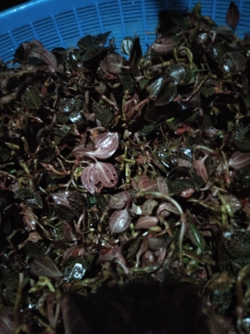 半野生金线草山林种植金线莲