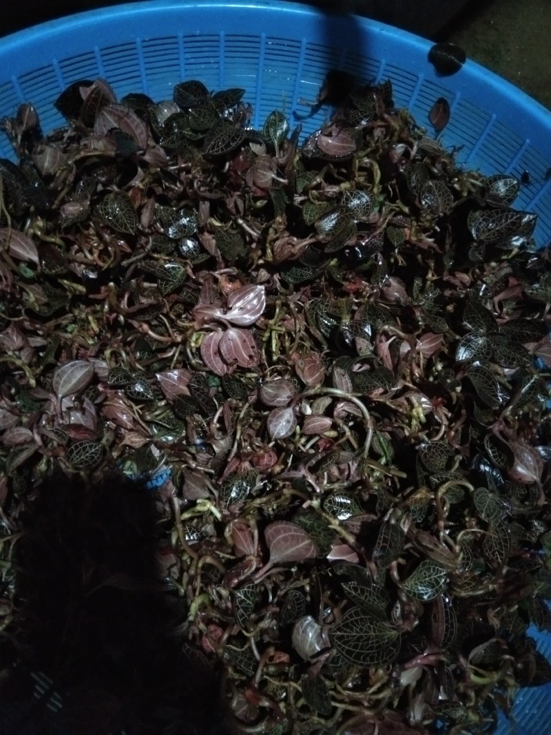 半野生金线草山林种植金线莲