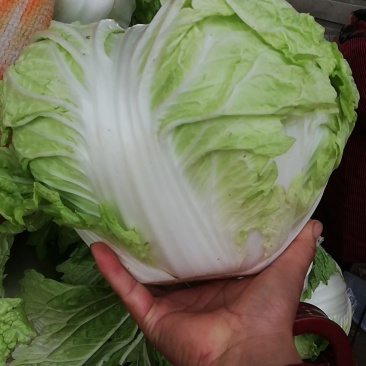 大白菜，秦白2号优质大白菜，代发全国，欢迎选购