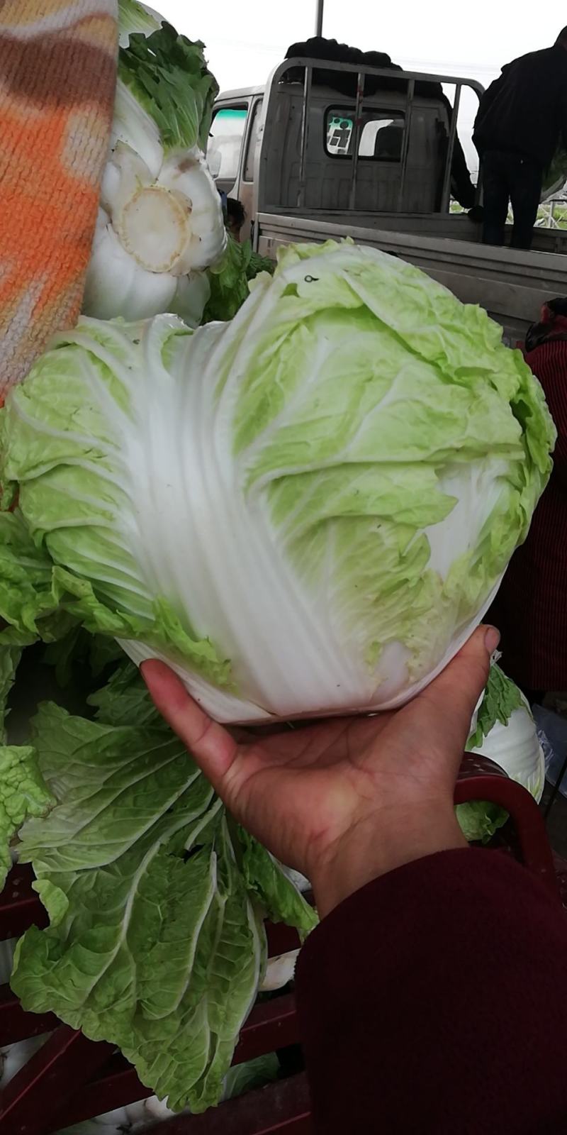 大白菜，秦白2号优质大白菜，代发全国，欢迎选购