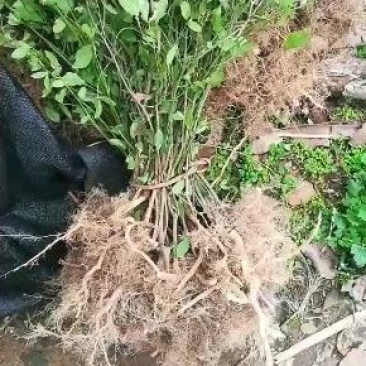 鬼箭羽苗野生鬼见愁苗卫矛1000棵起花卉观赏苗木根艺盆景