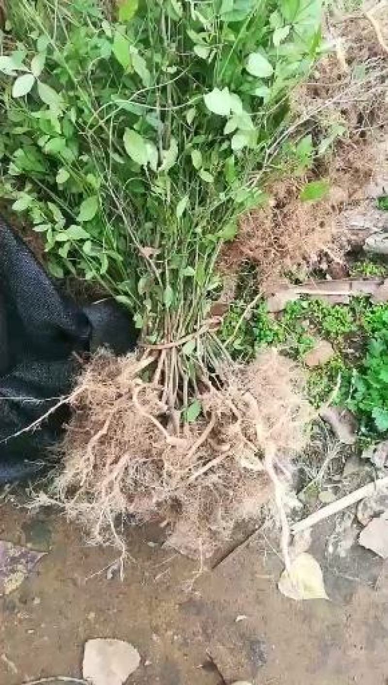 鬼箭羽苗野生鬼见愁苗卫矛1000棵起花卉观赏苗木根艺盆景