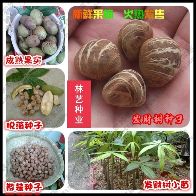 发财树种子观赏经济型发财树四季易种易活树