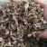 【大头花多货对版】包邮甘肃货花骨朵多新货款冬花干货冬花