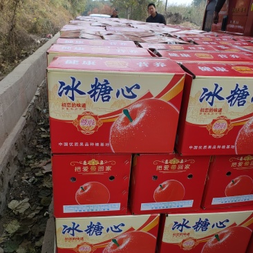 冰糖心红富士苹果海量货源大量供应,价格合理质量过硬