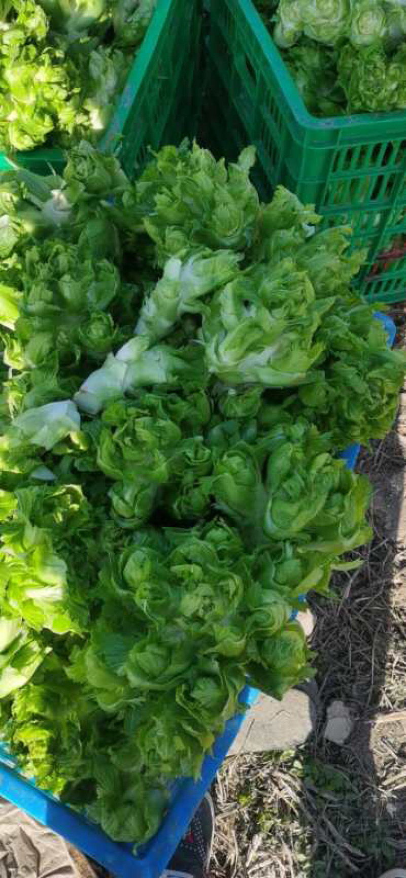 儿菜种植基地新鲜上市欢迎前来选购价格实惠质量保证
