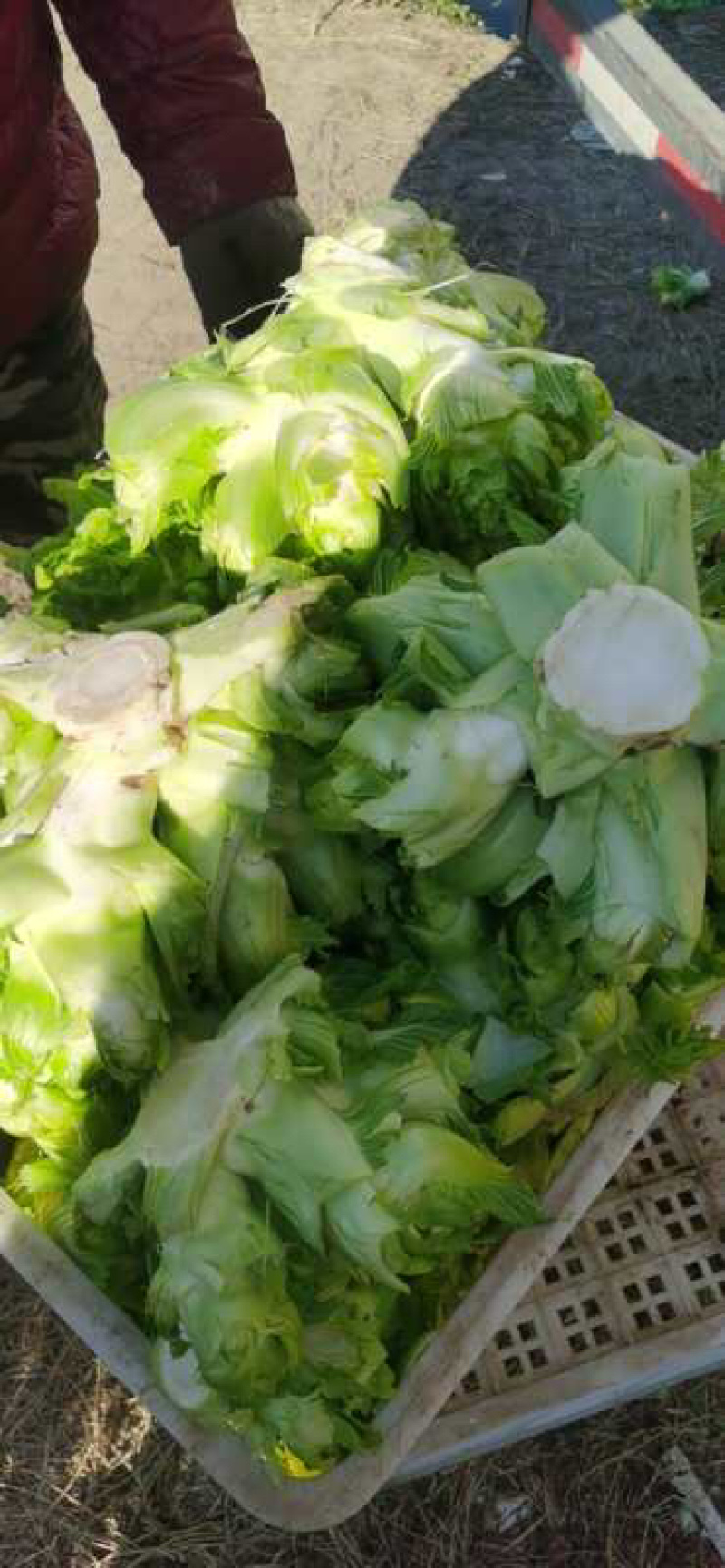 儿菜种植基地新鲜上市欢迎前来选购价格实惠质量保证