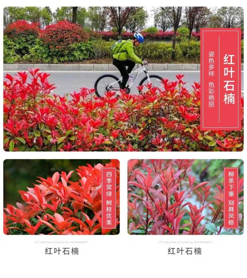 3O一5O公分红叶石楠红罗宾火焰红好品种大量批发零售