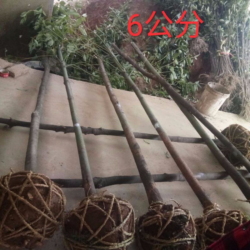 香樟苗，香樟树苗，樟树，批发零售，2株起发2到8公分包邮