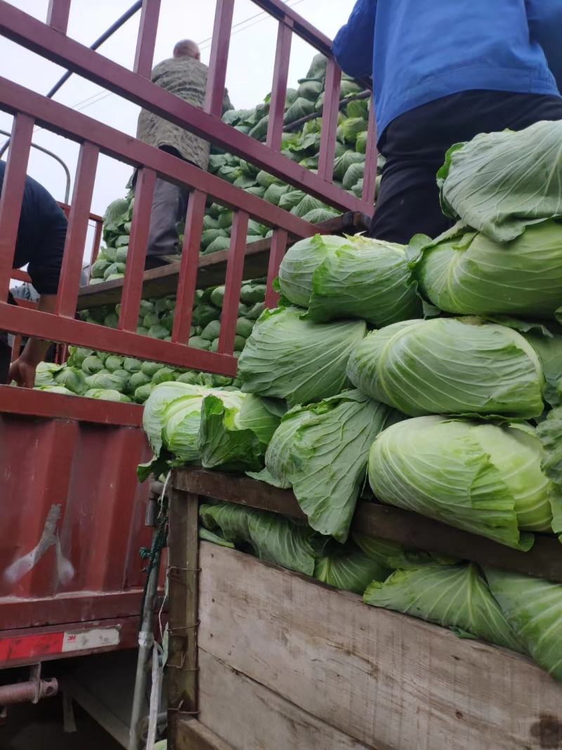精品甘蓝圆包菜大量供应中物美价廉品质保证全国代发