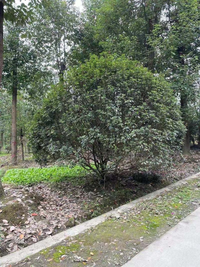 批发海桐灌幅5米海桐球基地直销一手货源视频看货