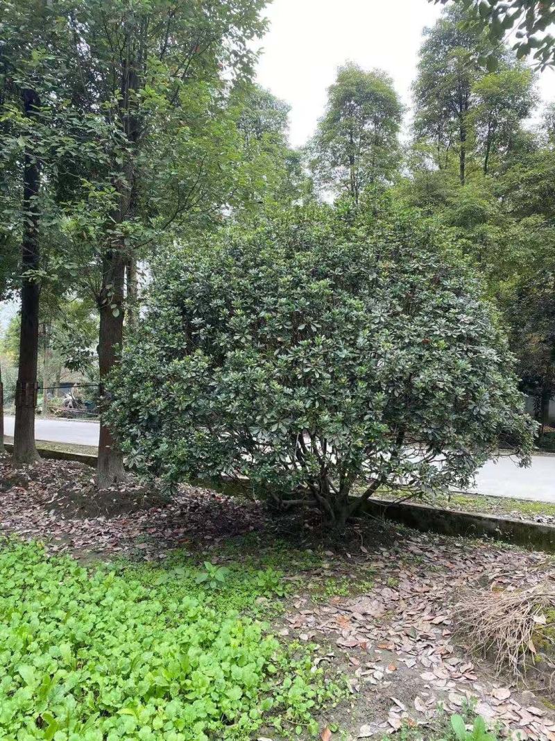 批发海桐灌幅5米海桐球基地直销一手货源视频看货