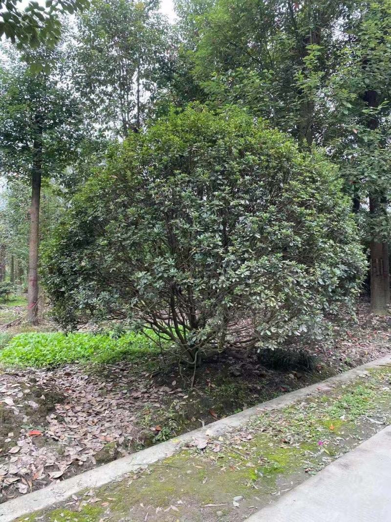 批发海桐灌幅5米海桐球基地直销一手货源视频看货