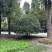 批发海桐灌幅5米海桐球基地直销一手货源视频看货