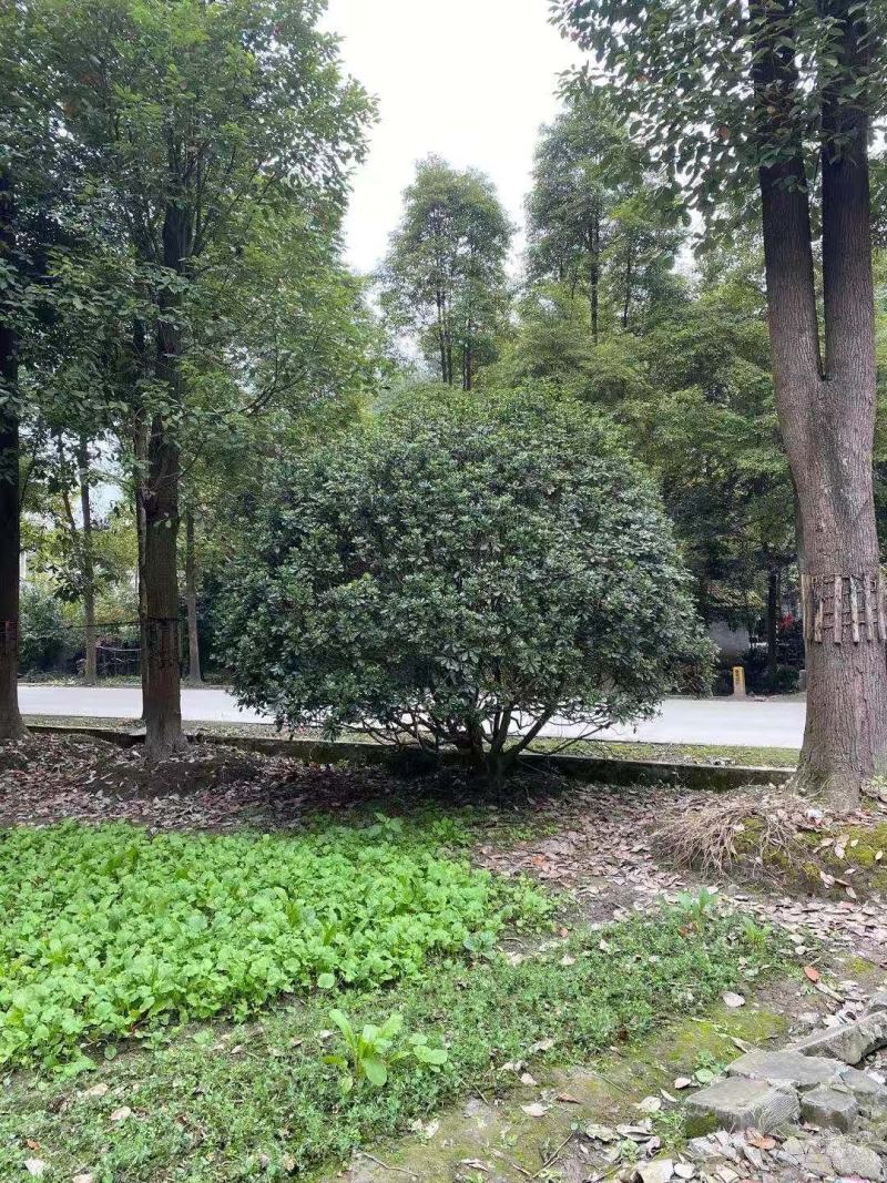 批发海桐灌幅5米海桐球基地直销一手货源视频看货