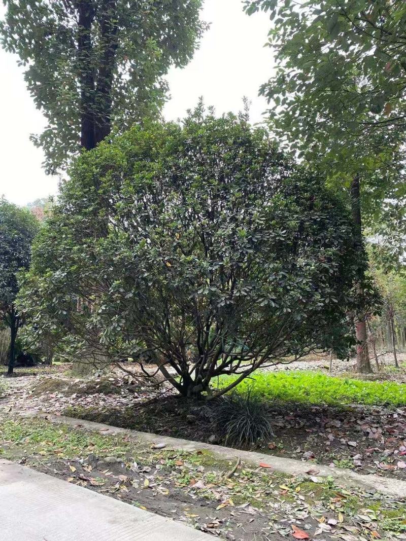 批发海桐灌幅5米海桐球基地直销一手货源视频看货