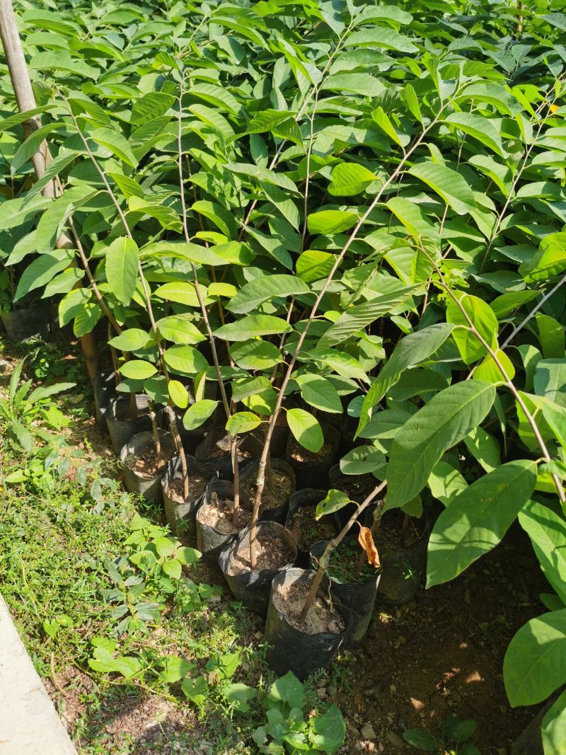 释迦苗台湾凤梨释迦果树苗林擒