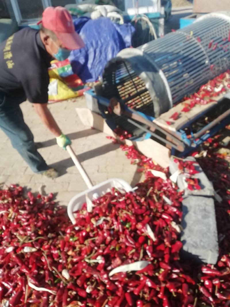 北京红，紫玉红产地直销辣椒通辽开鲁县大量红干椒上市