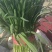 《精品》河北唐山乐亭韭菜大量上市，质量优，货源充足