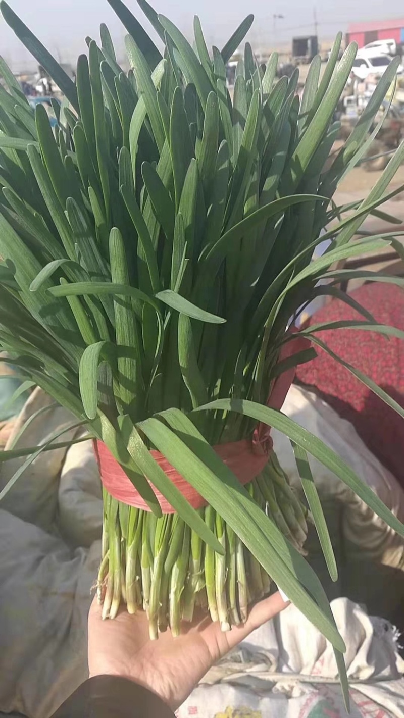 《精品》河北唐山乐亭韭菜大量上市，质量优，货源充足