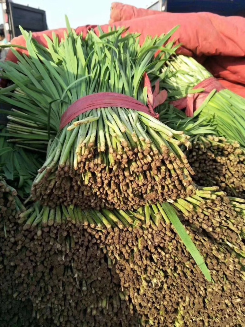《精品》河北唐山乐亭韭菜大量上市，质量优，货源充足