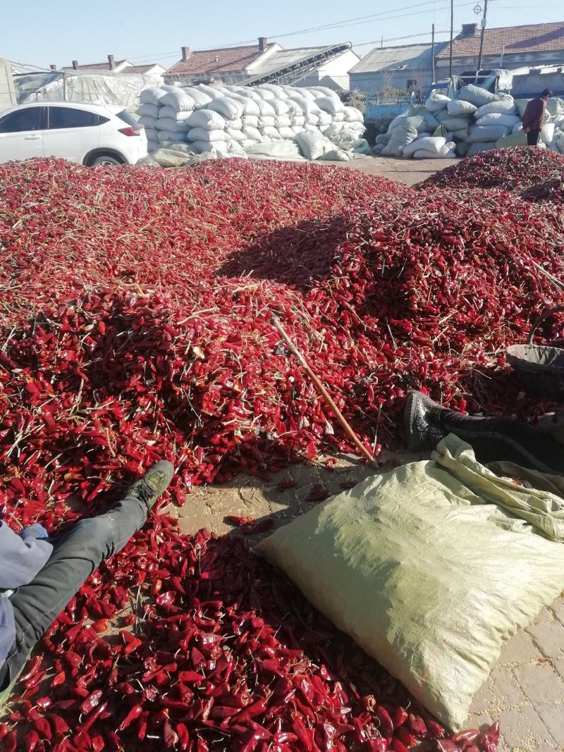 北京红，紫玉红产地直销辣椒通辽开鲁县大量红干椒上市