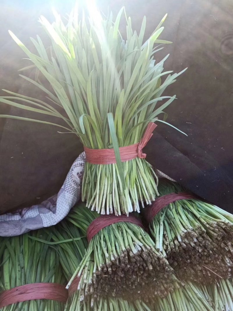 《精品》河北唐山乐亭韭菜大量上市，质量优，货源充足