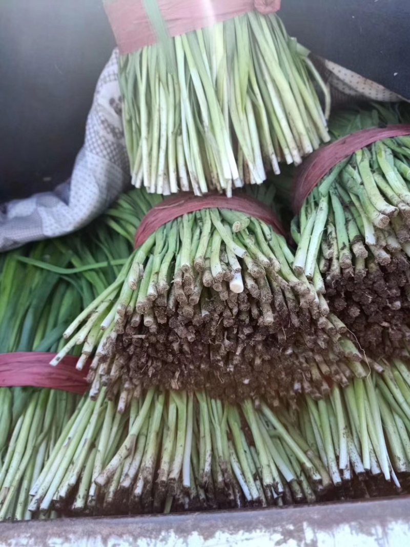 《精品》河北唐山乐亭韭菜大量上市，质量优，货源充足