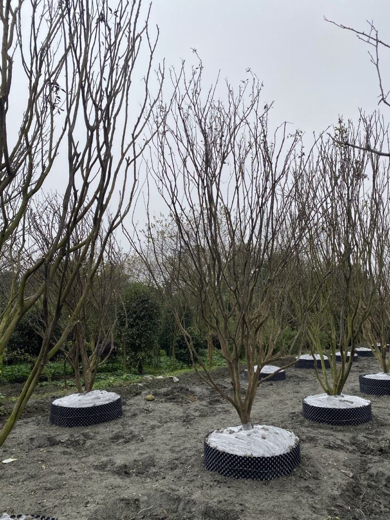 批发柑子树柑子树基地直销一手货源视频看货保质保量