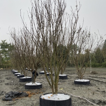 批发柑子树柑子树基地直销一手货源视频看货保质保量