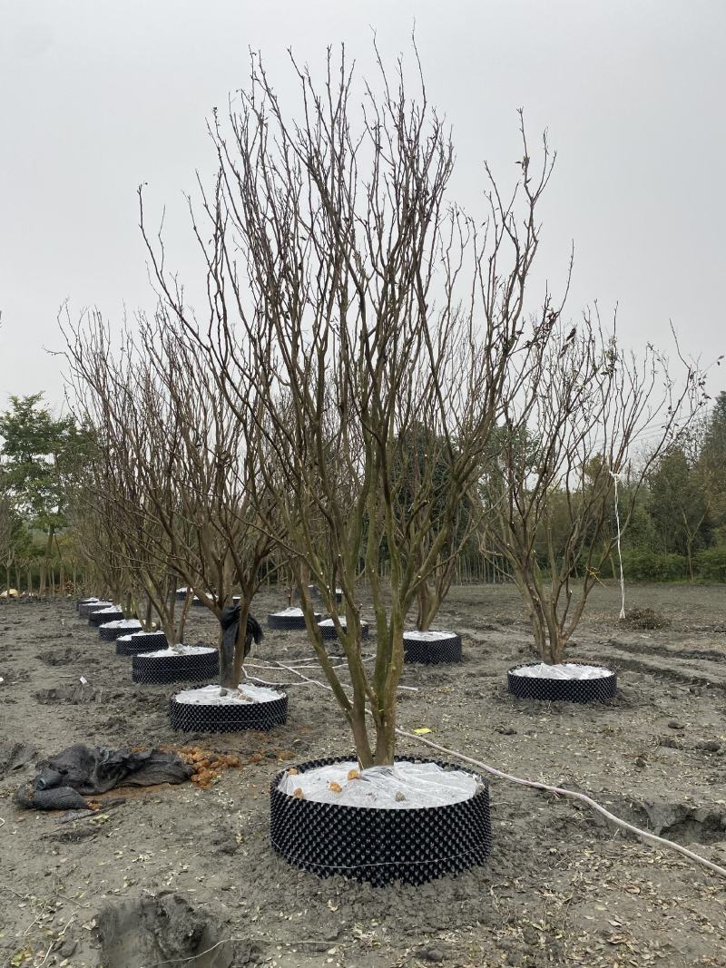 批发柑子树柑子树基地直销一手货源视频看货保质保量